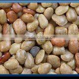 Horse Gram thumbnail-1