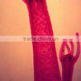 17pcs Indonesia Designated Mixed Microscope Research Glass Prepared Slides thumbnail-6