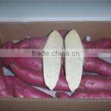 Fresh Sweet Potato Yellow Potato thumbnail-2