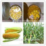 Canned Sweet Corn With Good Quality and Hot Selling