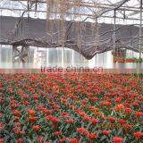 Multi Span Tunnel PE Plastic Film Hydroponic Systems Agricultural Commercial Greenhouse thumbnail-3