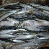 Frozen Round Scad Fish thumbnail-3