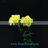Cut Fresh Yellow Carnation Flowers Glitzy Global After Sale Service Named From China With Competitive Price thumbnail-2