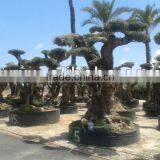 OLEA EUROPAEA Millenary thumbnail-4