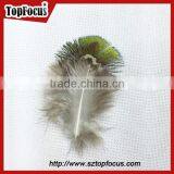 Hot Sale Designer Indian Cheap Natural Artificial Peacock Feathers thumbnail-5