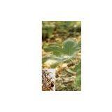 Podophyllotoxin 95% HPLC, 98% UV