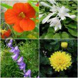 White Customized Size Ornamental Garden Plants Foliage Plants Lime Green