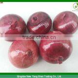 Top Grade Red Burgundy Onions Packing In Mesh Bag Wholesale Price thumbnail-1