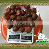 CHESTNUT thumbnail-1