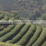 China Supplier Tea Leaf Pekoe Tea thumbnail-6