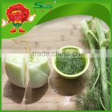 High Quality Fresh Fennel Root for Sale