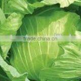 VIET NAM FRESH CABBAGES VIETGAP thumbnail-3