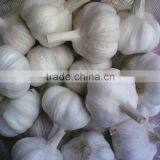 Fresh China Garlic thumbnail-2