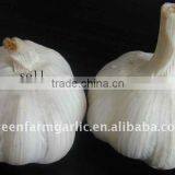 Garlic thumbnail-1