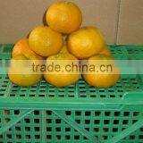 Fresh Mandarin Orange thumbnail-1