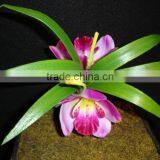 Fabric Flower thumbnail-1