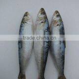 Frozen Sardin 150-200g thumbnail-1