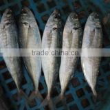 frozen horse mackerel whole round fresh fish
