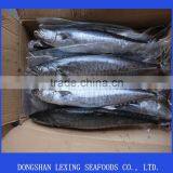 Frozen Spanish Mackerel,IQF,W/R,fresh