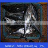 Frozen Big Eye Whole Tuna Fish