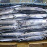 Frozen Seafood Frozen Pacific Saury thumbnail-1