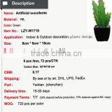 Eco-friendly High Quality Potted Succulent Plants Bonsai Cactus Mini Succulent thumbnail-3