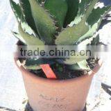 Agave Salmiana Var. Ferox "Manguey de Pulque" in 8 Liters Pot thumbnail-1