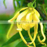 Ylang Ylang Oil thumbnail-2