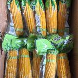 New Crop Sweet Corn Natural Fresh Sweet Corn Food Prices Chinese Exports Delicious Sweet Corn thumbnail-4