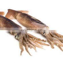 China Frozen Illex Squid Argentina Illex Squid thumbnail-5