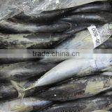 BQF Frozen Bonito Fish