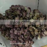 Home Choice Catalogue Fresh Preserved Flower Elegant Hydrangea For Party thumbnail-3