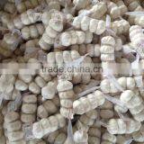 Chinese Garlic for World Market thumbnail-2