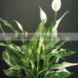 Spathiphyllum Wallisii Petite Variegata Variegated Peace Lily