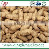 Good Quality Shandong Peanut in Shell With Best Price thumbnail-3