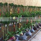 Dracaena Sanderiana Sander thumbnail-2