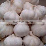 Supply Jinxiang Pure White Garlic/Normal White Garlic thumbnail-4