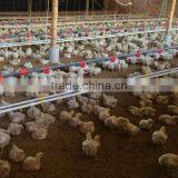 Broiler Poultry Farm Design thumbnail-6