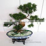 Wholesale Artificial Home Bonsai Tree for Sale Live Cypress Tree thumbnail-3