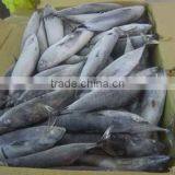 Frozen Bonito thumbnail-1