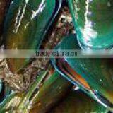Green Mussel thumbnail-1