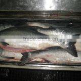 Frozen Chinese Pomfret thumbnail-1