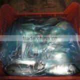 Frozen Seafood Japanica Mackerel /fresh Sea Fish thumbnail-1