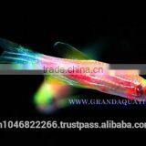 Pink Danio Fish Farm For Sale and Aquarium Fish Export thumbnail-2