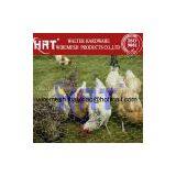 Hot-sale Hexagonal Wire Mesh Making Chicken/Bird Wire Mesh thumbnail-3