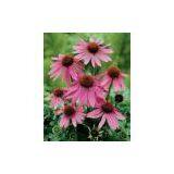 Echinacea Purpurea Extract thumbnail-1
