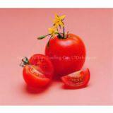 Nilton TPK018 Tomato Paste Ketchup thumbnail-2