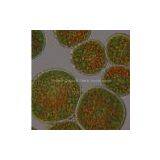 Microalga Haematococcus Pluvialis Extract