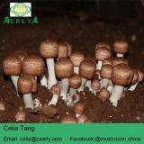 Blazei Mushroom thumbnail-4