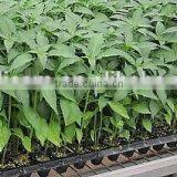 Plant Seedling Nursery Seed Tray thumbnail-6
